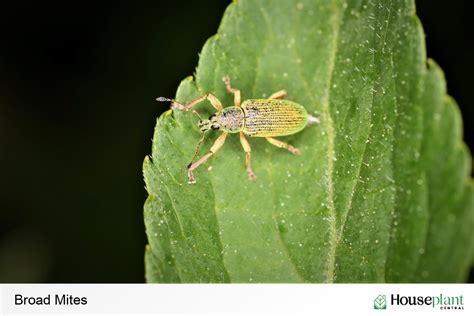 Plant Bugs Identifying And Getting Rid Of Houseplant Pests