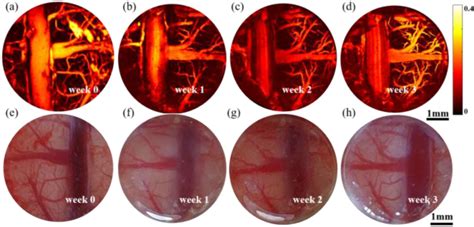 Figure 2 From A Long Term Cranial Window For High Resolution