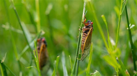 See photos of the millions of cicadas emerging throughout Wisconsin