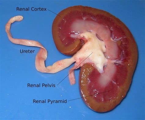 Dissecting Organs from the Deli | Lyncean Education