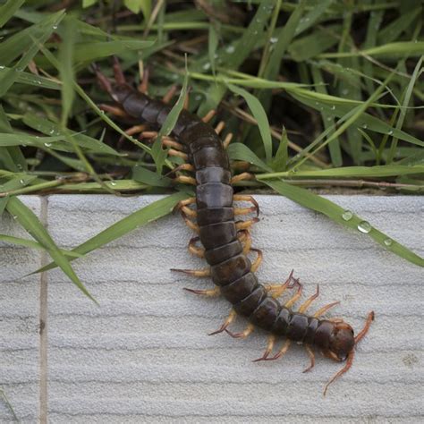 types  centipedes centipede complete guide  centipedes