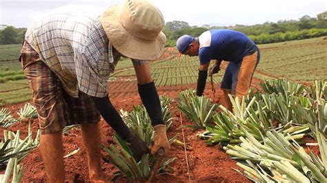 Descubre Todo Sobre La Agricultura Tradicional Su Trabajo En El Campo