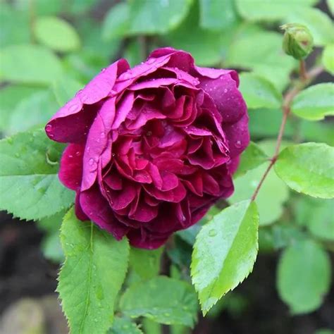 William Lobb Moss Rose Bushes For Sale UK Grown Plants Ashridge