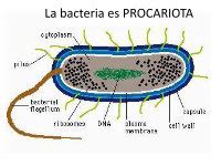 PDF Generalidades Bacteriologia DOKUMEN TIPS