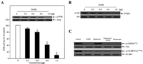 Effect Of DAPK On PI3K Activity And PI3K Akt Phosphorylation In