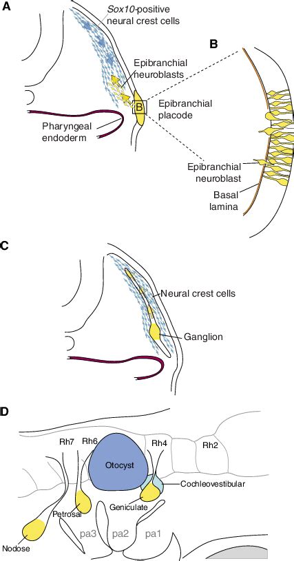 Epibranchial Neuroblast Delamination And Migration A Transverse