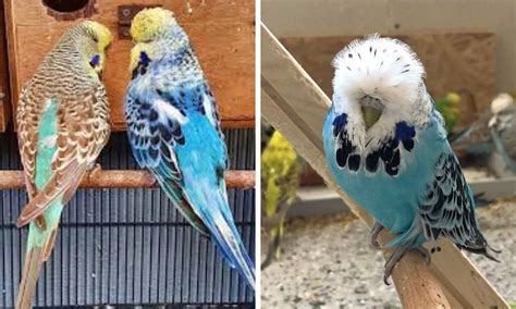 A Parakeet Lover’s Guide To English Budgie Everything You Need To Know