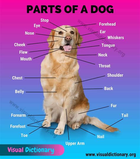 Diagram Of Dog Anatomy