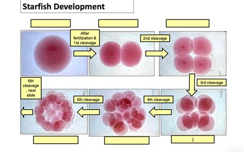 Starfish Development Diagram Quizlet