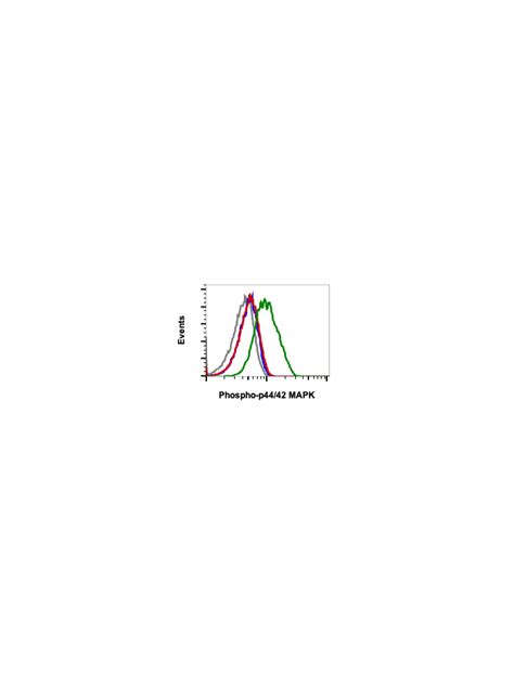 Phospho Erk1 2 T202 Y204 Recombinant MAb Abwiz Bio