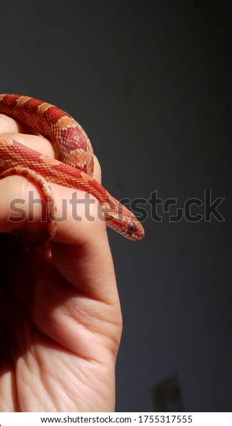 Baby Corn Snake Shedding Stock Photo 1755317555 | Shutterstock