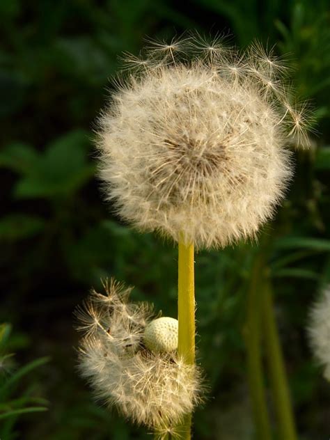 L Wenzahn Pusteblume Samen Kostenloses Foto Auf Pixabay Pixabay