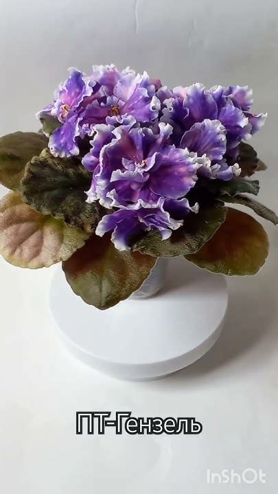 ПТ-Гензель🌸 #фиалкивсудаке #фиалкикрыма #фиалкилюбимые #продамфиалки # ...