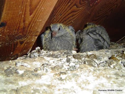 Outlawed Pesticide May Have Been Used To Kill Pigeons In East London