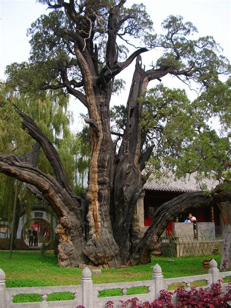 Folklore Colombiano Arboles Milenarios