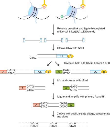 Chromatin Immunoprecipitation Histone Modifications