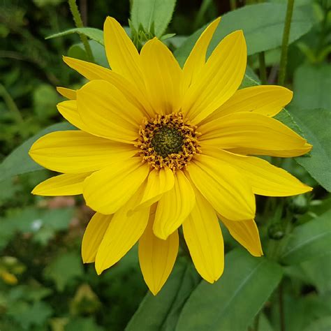 Helianthus Double Whammy Hardy Perennial Sunflower Double Whammy