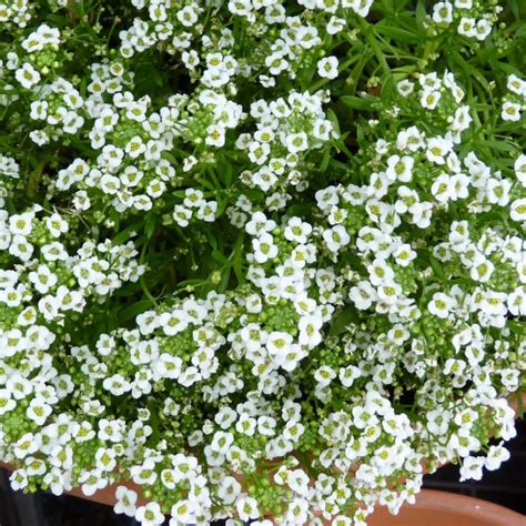 White Sweet Alyssum