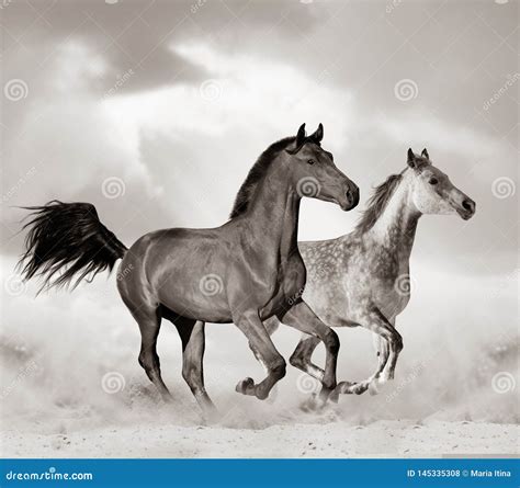 Arabian Horse In Desert Stock Photo Image Of Farm Animal 145335308