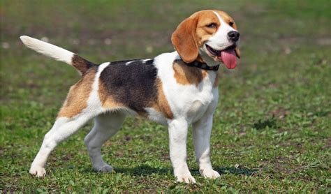 Beagle Dog Breed Information, Characteristics & Fun Facts | PetCoach