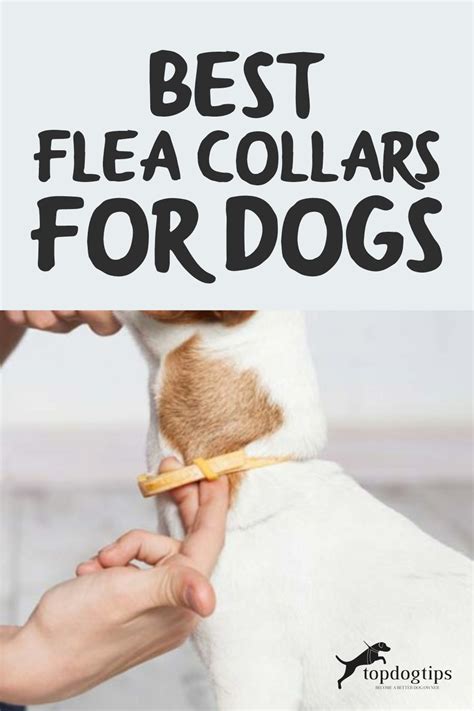 The Best Flea Collars for Dogs in 2020 (Prevention + Existing Infestations)