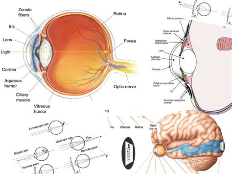 Lens Induced Myopia Investigative Ophthalmology