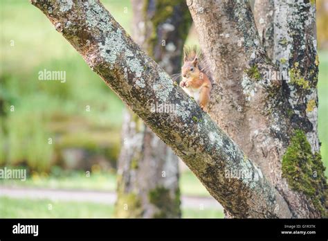 Eichhörnchen oder Sciurus Vulgaris sitzt auf Baumstamm und Mutter Essen