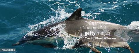 102 Mother And Baby Dolphins Stock Photos, High-Res Pictures, and ...