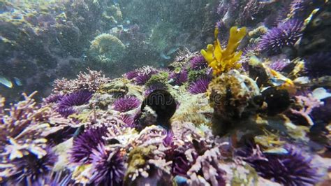 California Purple Sea Urchin Overpopulation Underwater Closeup Slow