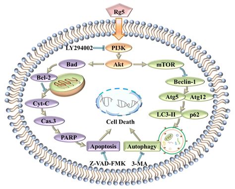 Nutrients | Free Full-Text | The Preparation of Ginsenoside Rg5, Its ...