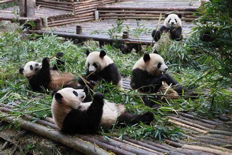 【携程攻略】成都成都大熊猫繁育研究基地景点 大熊猫繁育研究基地是以造园手法模拟大熊猫野外生态环境，绿化覆盖率