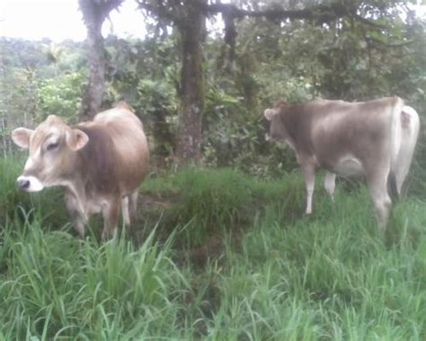 Página 53 de 56 Anuncios con fotos de Terrenos en Pichincha Evisos