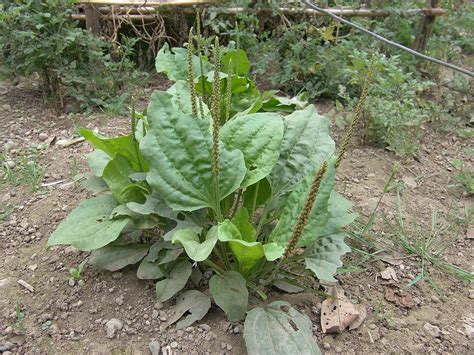 Plantago