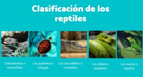 Cuadro Comparativo Entre Reptiles Y Anfibios Cuadro Comparativo