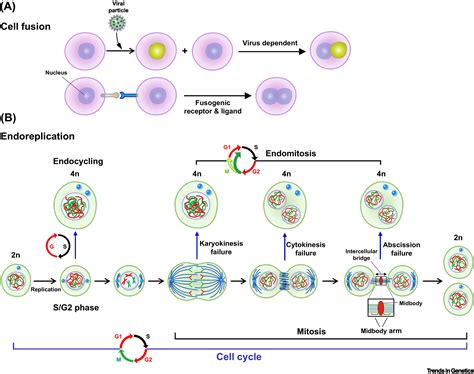 From Polyploidy To Polyploidy Reversal Its Role In Normal And Disease