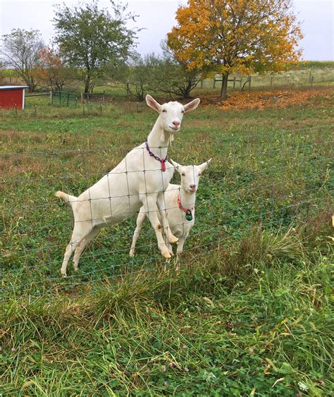 Dairy Goats – Hospitality Spring Farm