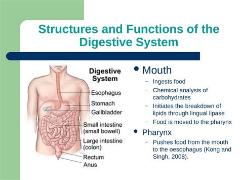 An overview of the structures and functions of the digestive