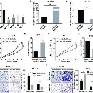 MiR 802 Suppresses Proliferation Migration And Invasion And Promotes