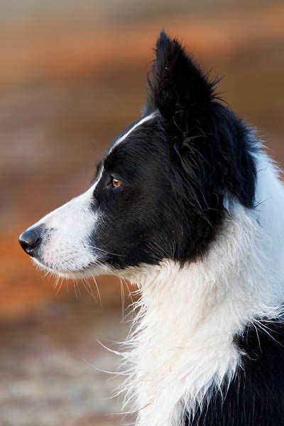 Border Collie Portraet Canis Lupus Familiaris Border Collie