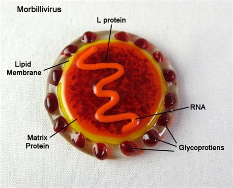 Morbillivirus by trilobiteglassworks on deviantART