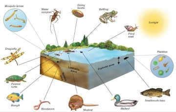 Aquatic Ecosystems | PMF IAS