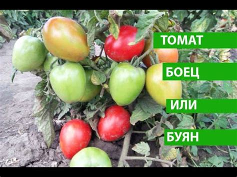 Томат Боец или Буян, не требует к себе внимания и выдает при этом много ...