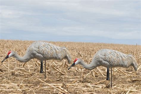 Sx Full Body Sand Hill Crane Decoys Sx Decoys