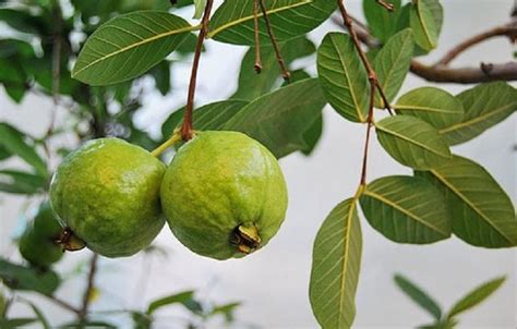 12 Manfaat Daun Jambu Biji Bisa Untuk Perawatan Wajah Dan Rambut