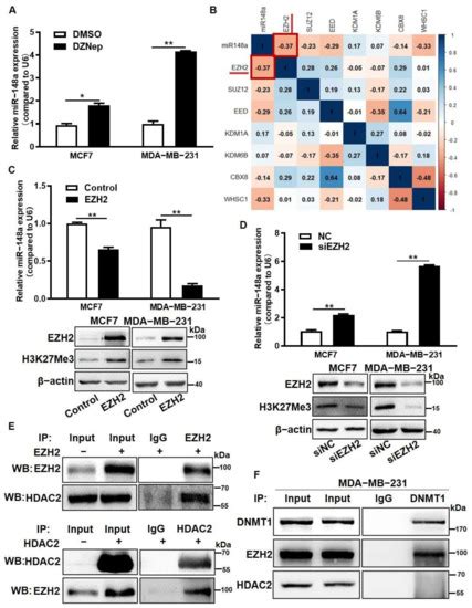 Cancers Free Full Text Hdac2 And Ezh2 Mediated Histone