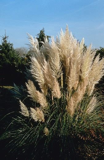 Pampasgras Cortaderia Selloana Pumila