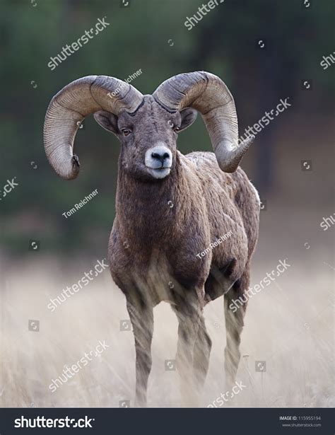 Bighorn Ram Wild Mountain Sheep Rocky Mountains Montana Usa Big