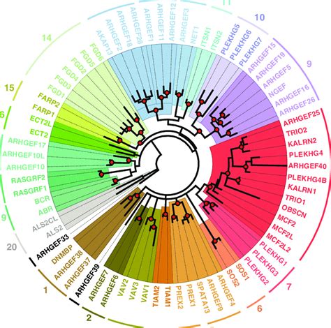 The Human Dbl Like Rhogefs Cluster Into Structurally Related