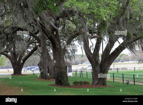 Live Oak Trees in Florida Stock Photo - Alamy