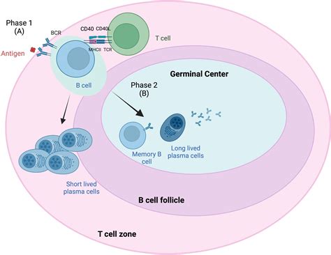 Frontiers B Cell Response In Solid Organ Transplantation